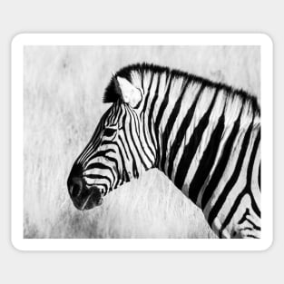 Zebra in black and white. Sticker